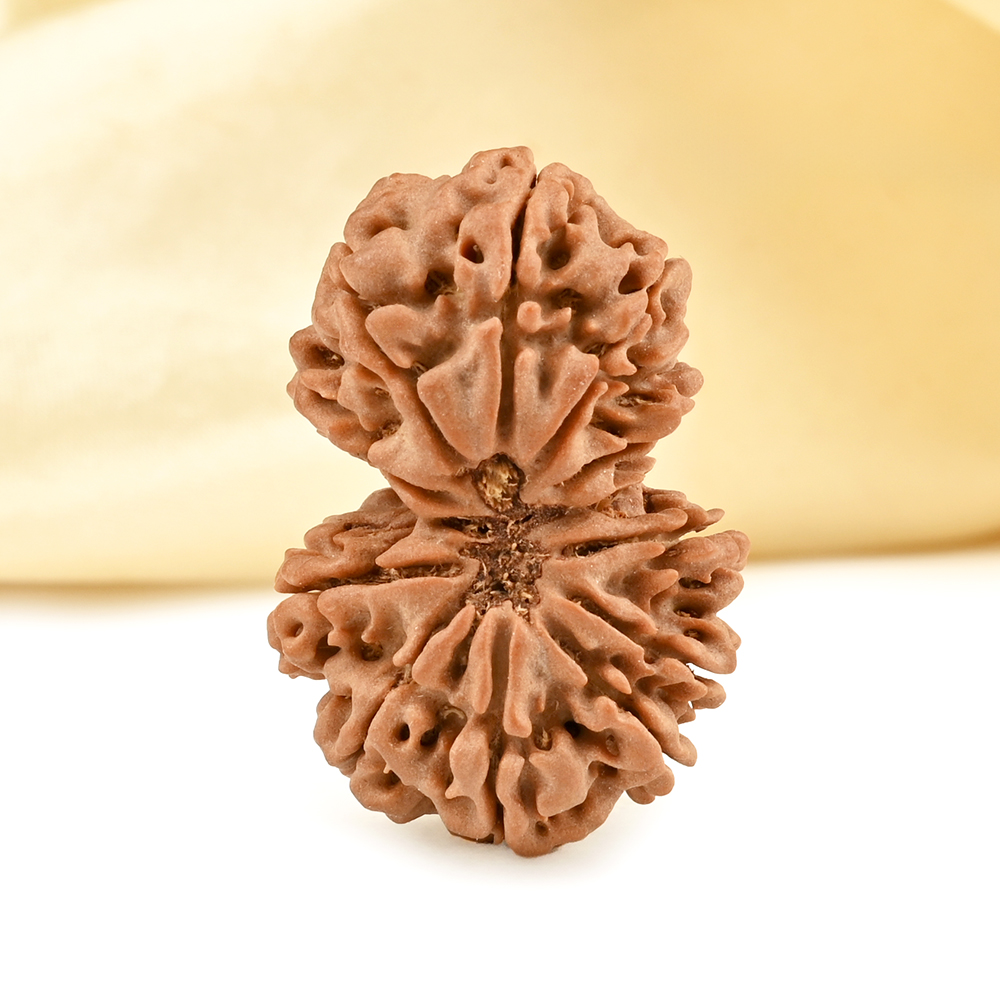 Gauri Shankar 11 Mukhi from Nepal - LXIX