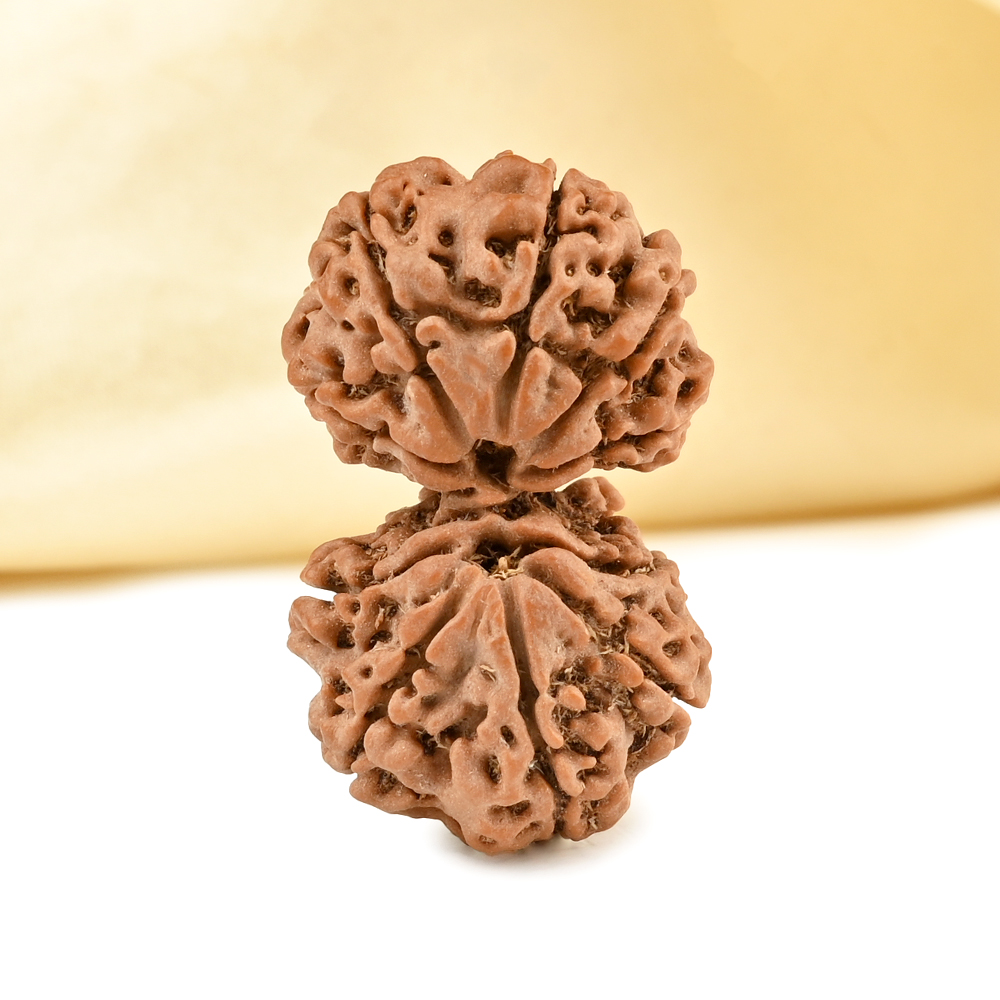 Gauri Shankar 11 Mukhi from Nepal - LXX