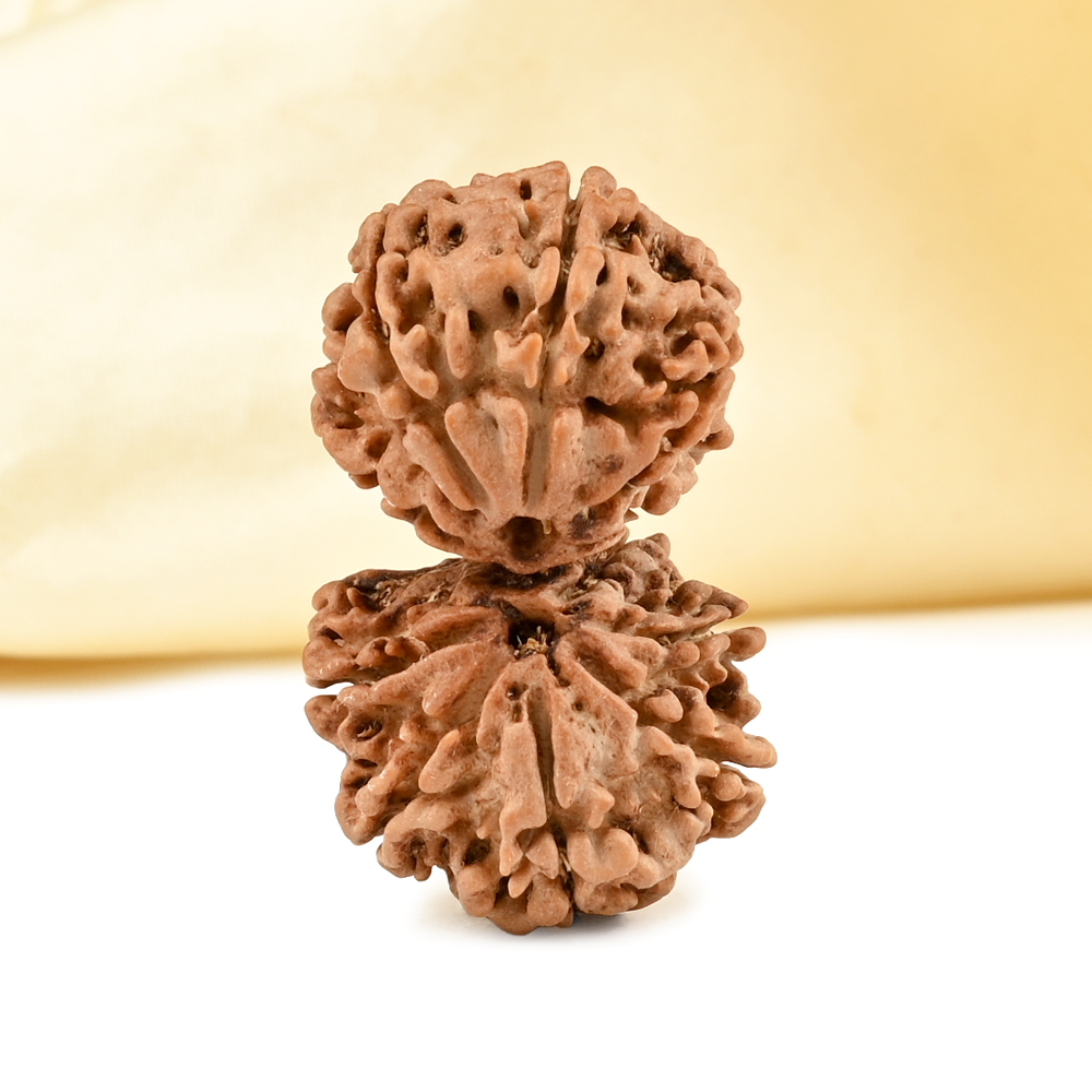 Gauri Shankar 11 Mukhi from Nepal - LXXI