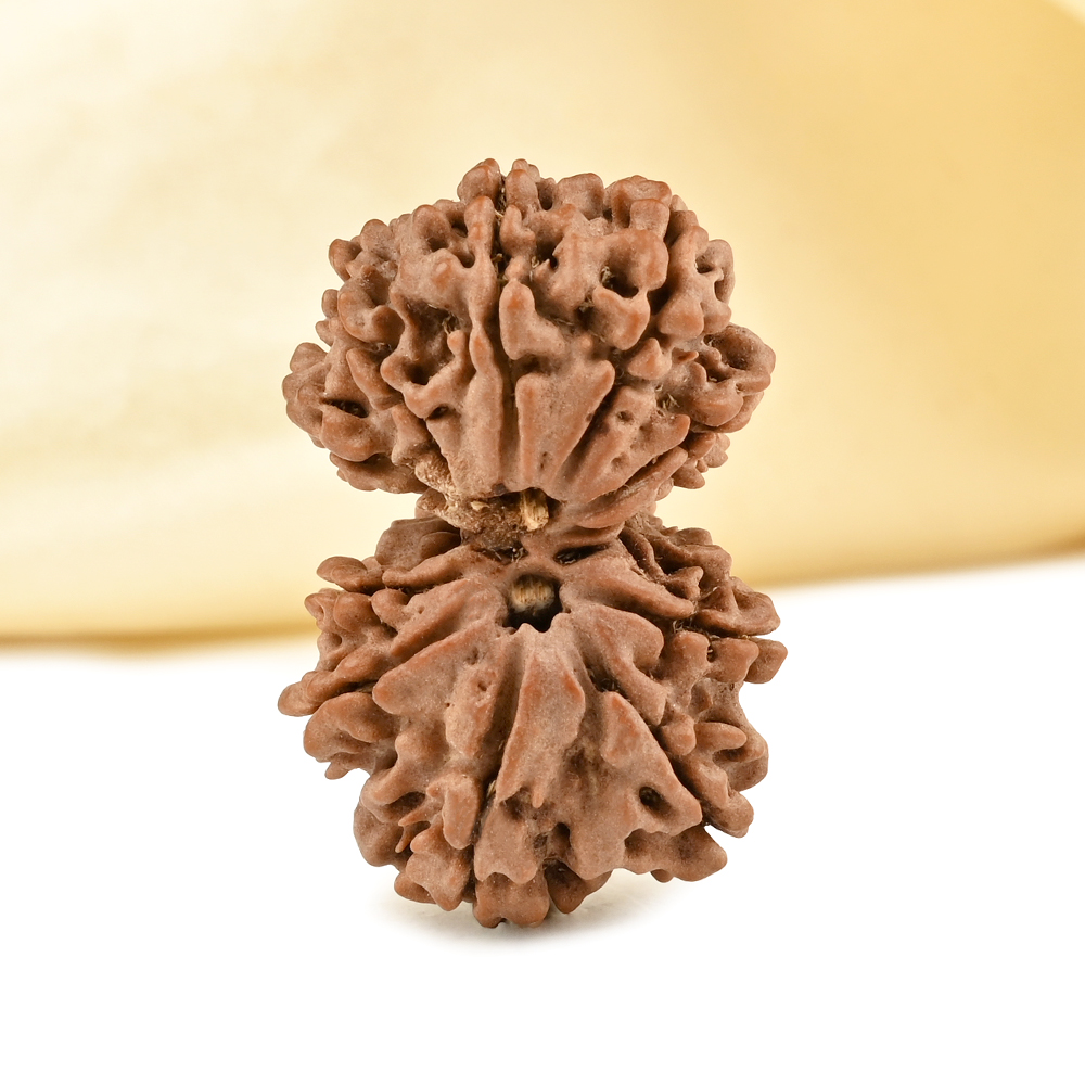 Gauri Shankar 11 Mukhi from Nepal - LXXII