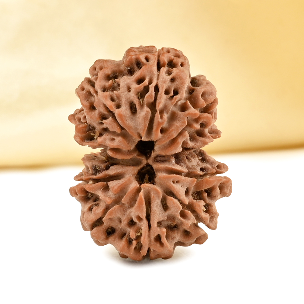 Gauri Shankar 11 Mukhi from Nepal Small - V