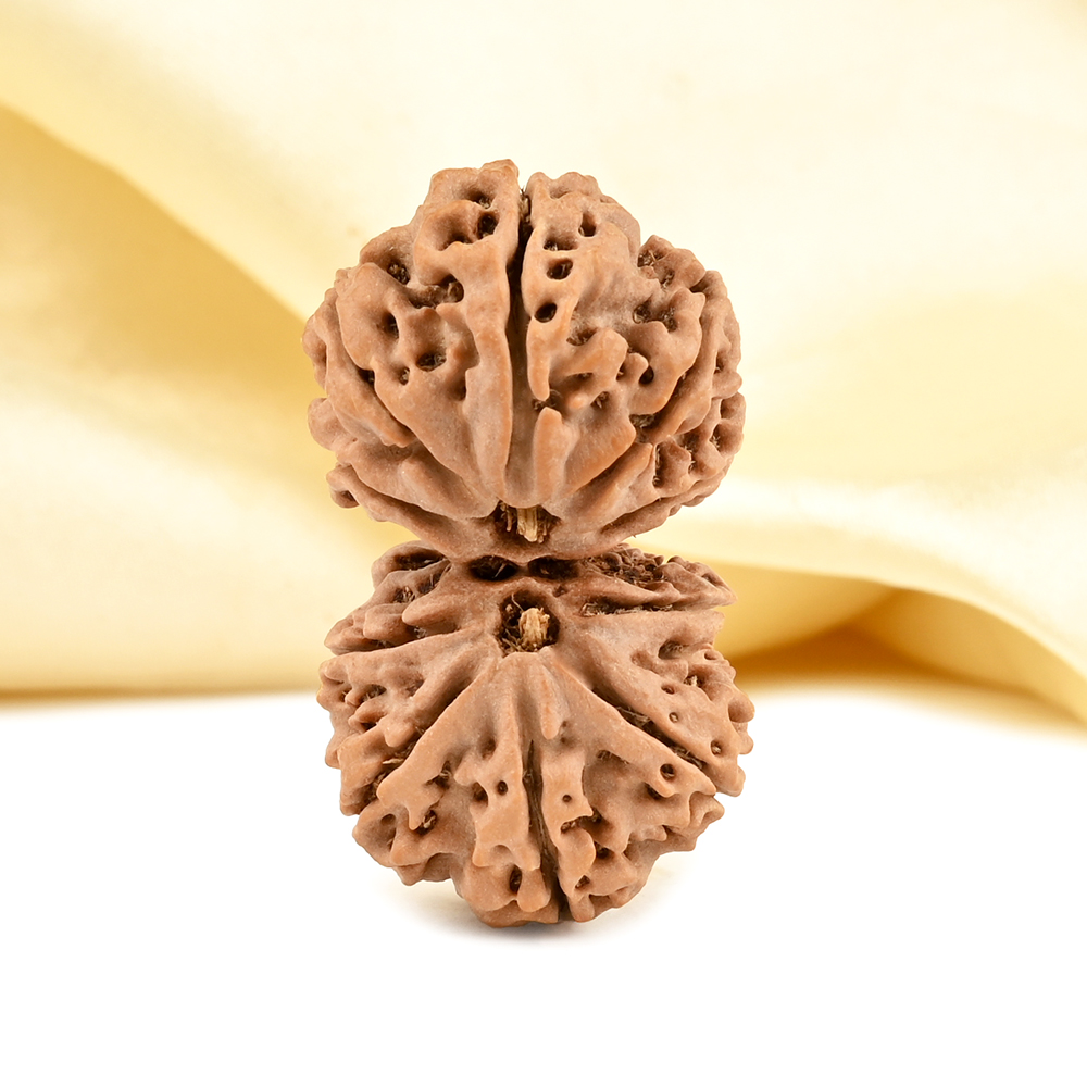 Gauri Shankar 10 Mukhi from Nepal - LVI