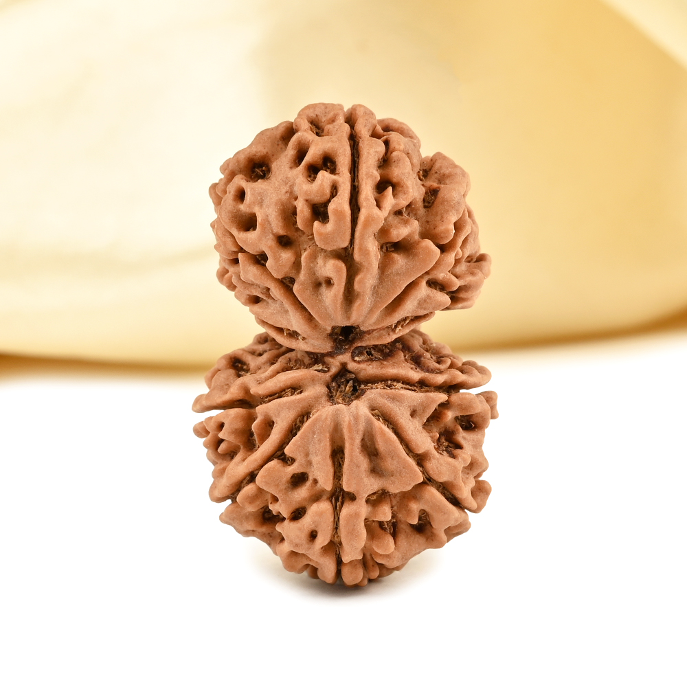 Gauri Shankar 10 Mukhi from Nepal - LVIII