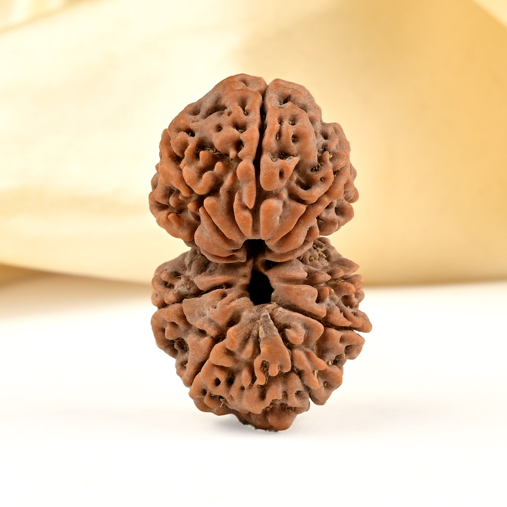 Gauri Shankar 10 Mukhi from Nepal - LX