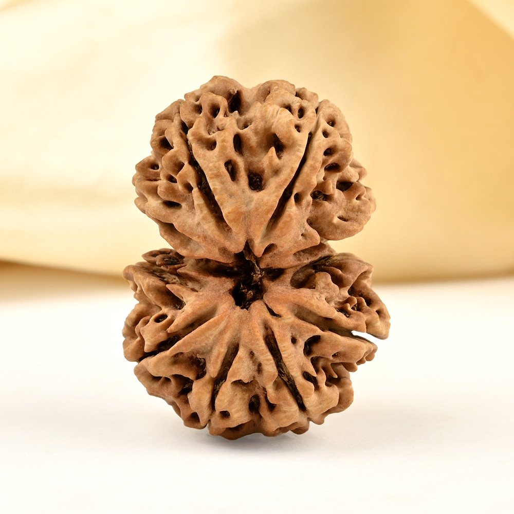 Gauri Shankar 10 Mukhi from Nepal - LXII