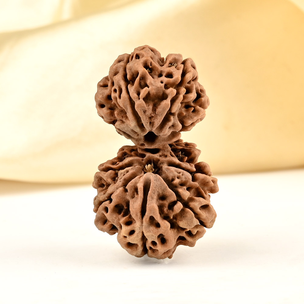 Gauri Shankar 9 Mukhi from Nepal Large - XXI