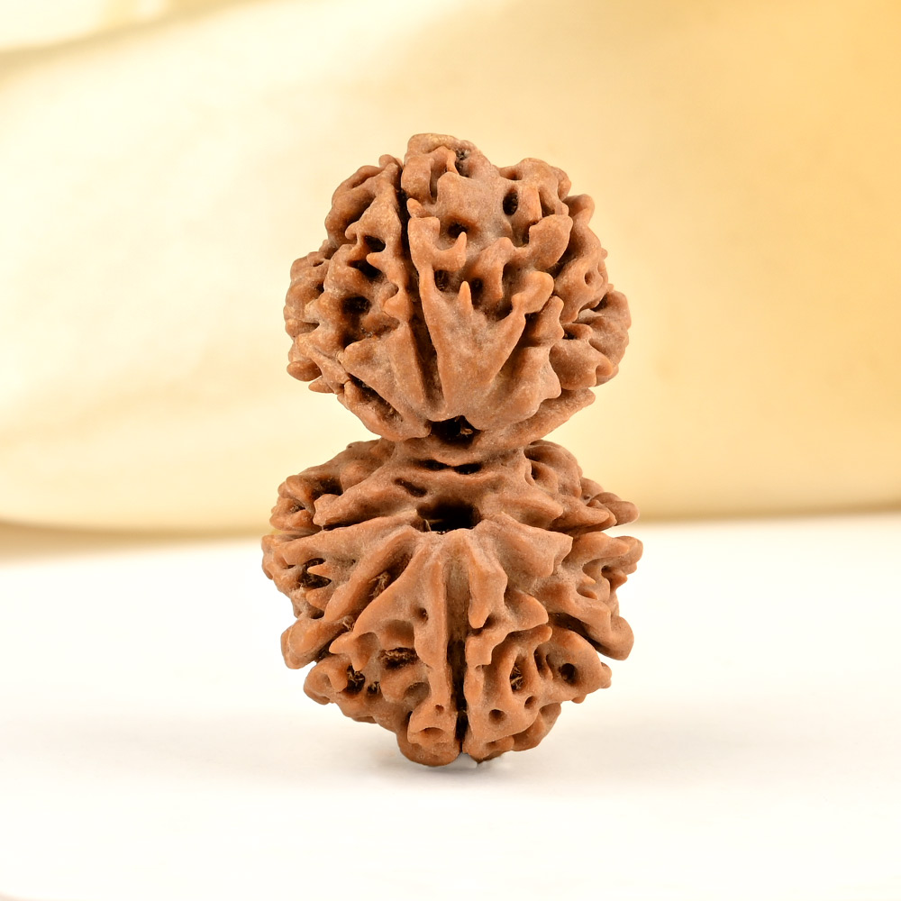 Gauri Shankar 9 Mukhi from Nepal - XLVII