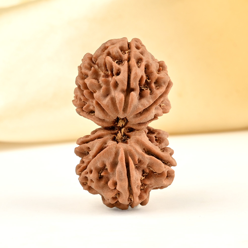 Gauri Shankar 9 Mukhi from Nepal - XLVIII