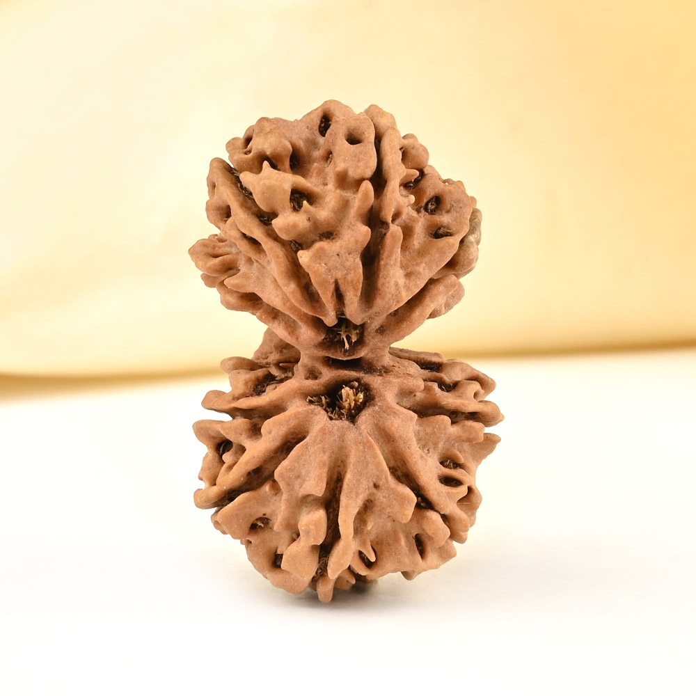 Gauri Shankar 9 Mukhi from Nepal - XLIX
