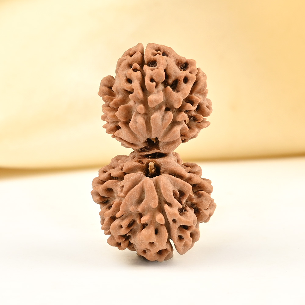 Gauri Shankar 9 Mukhi from Nepal - L