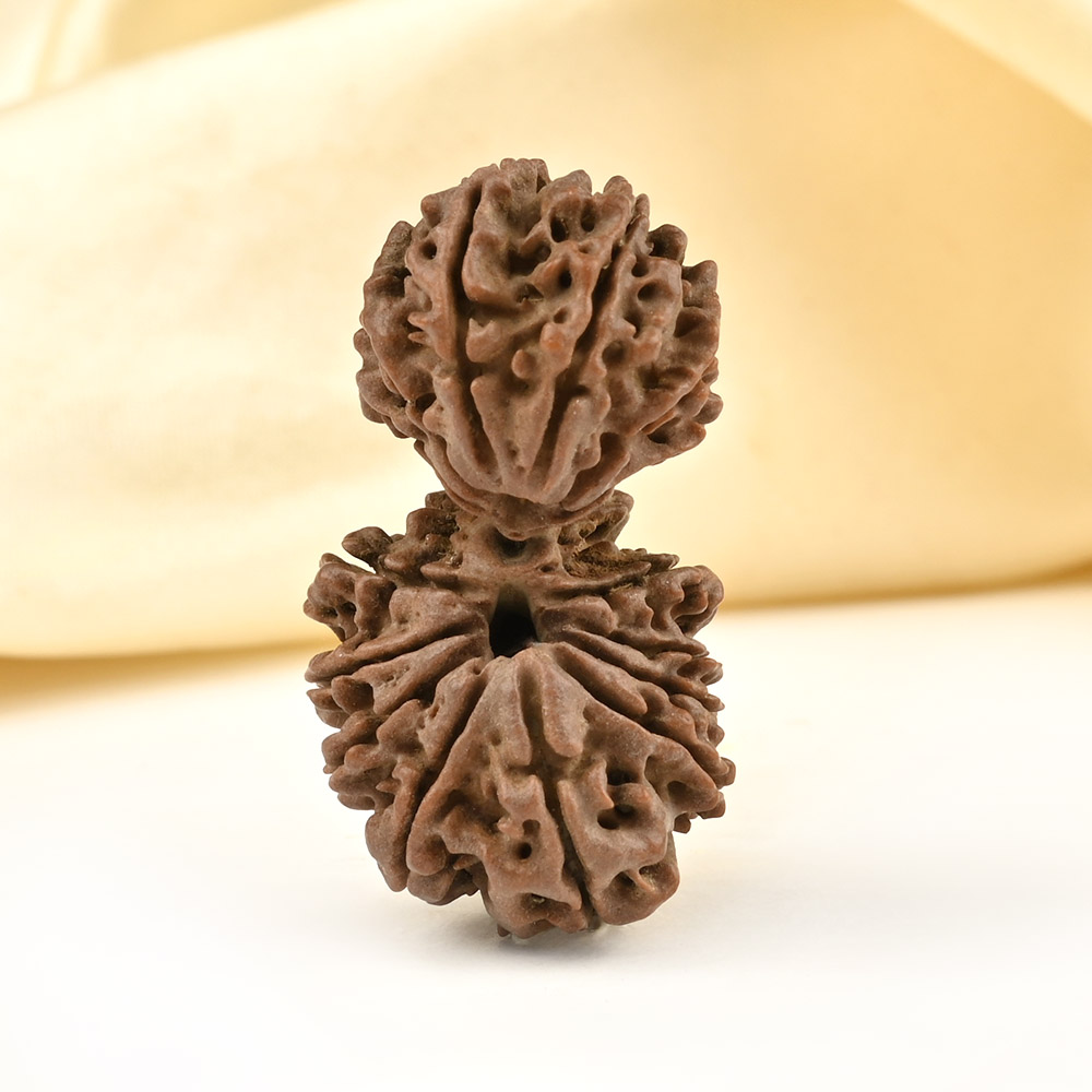Gauri Shankar 16 Mukhi From Nepal Large - I