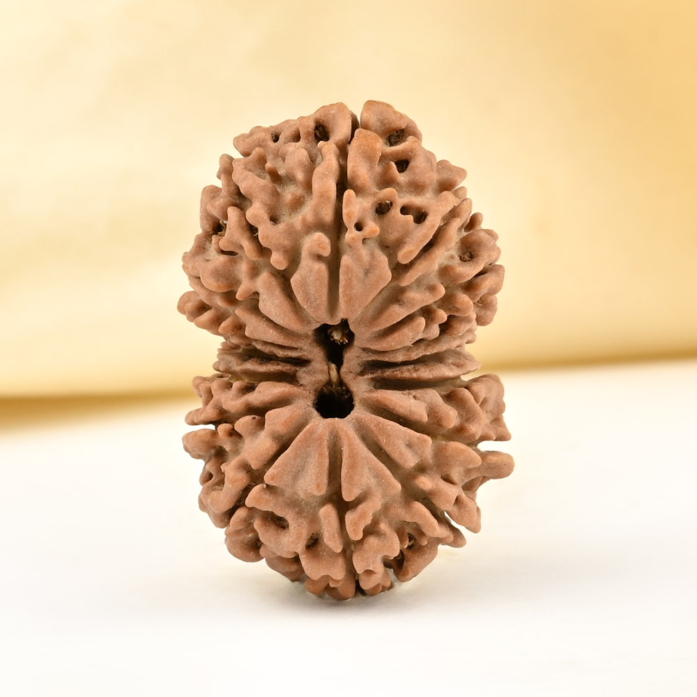 Gauri Shankar 16 Mukhi From Nepal Small - I