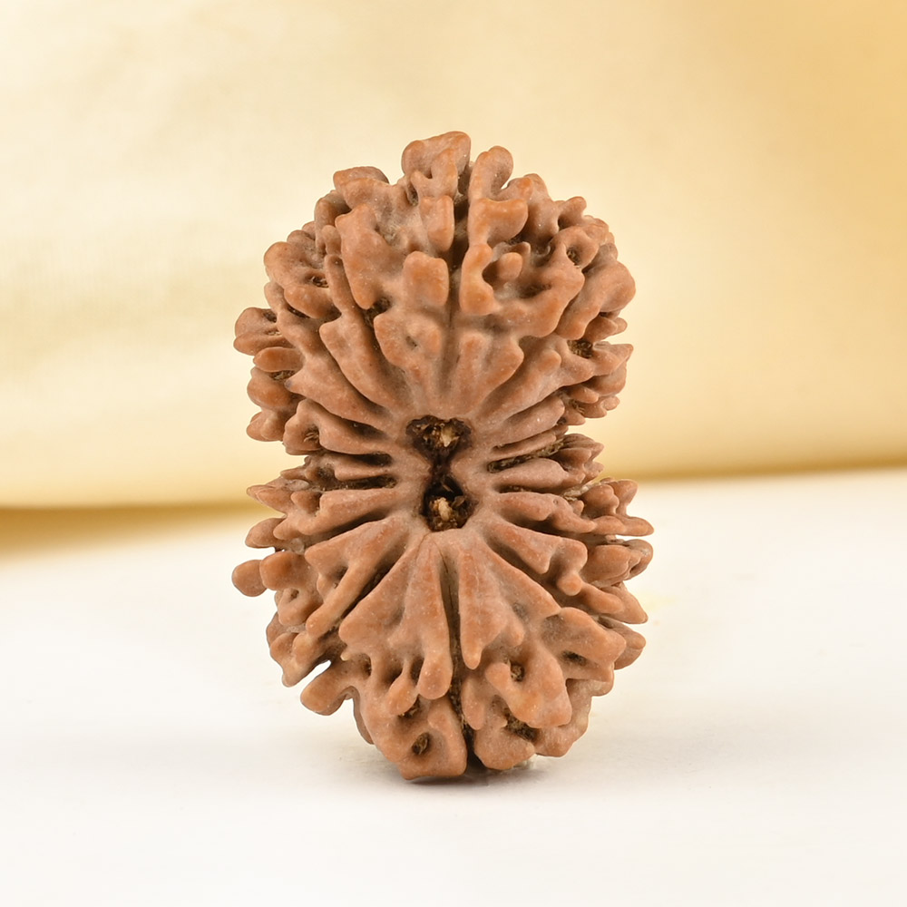 Gauri Shankar 16 Mukhi From Nepal Small - II