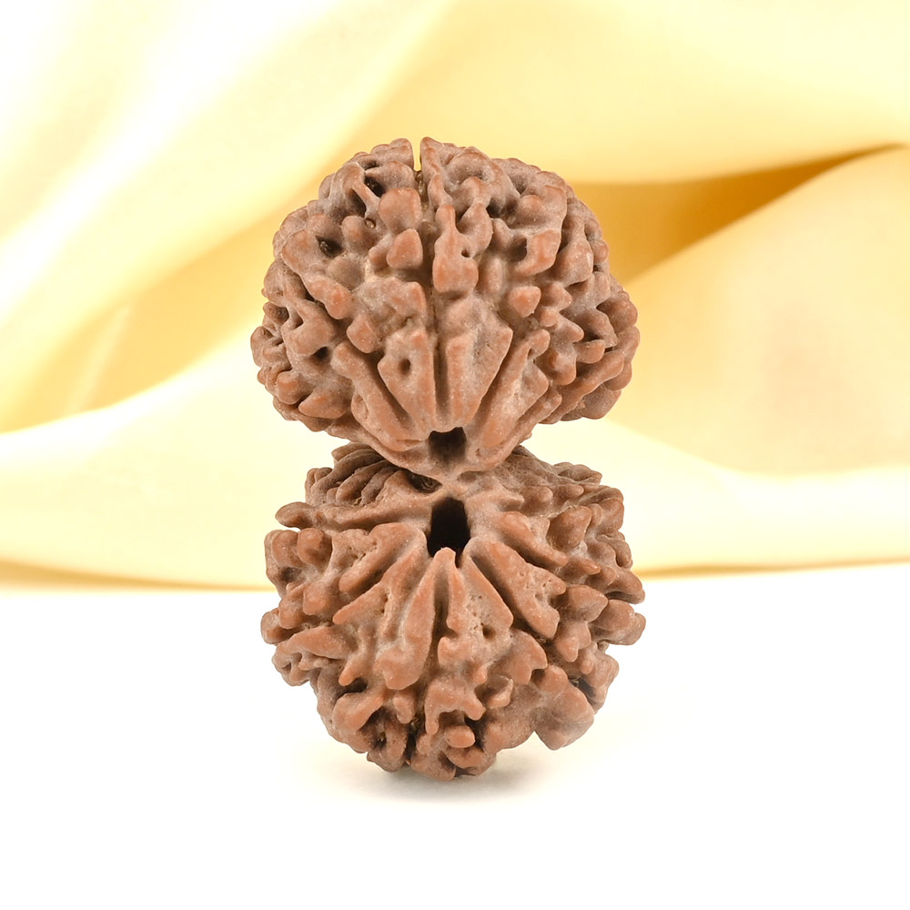 Gauri Shankar 13 Mukhi From Nepal Large - I