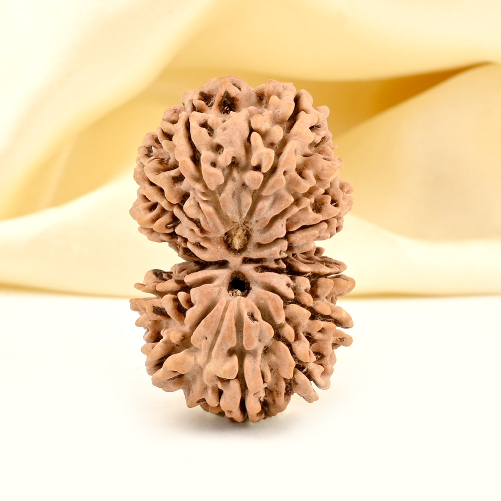 Gauri Shankar 13 Mukhi from Nepal - XVI