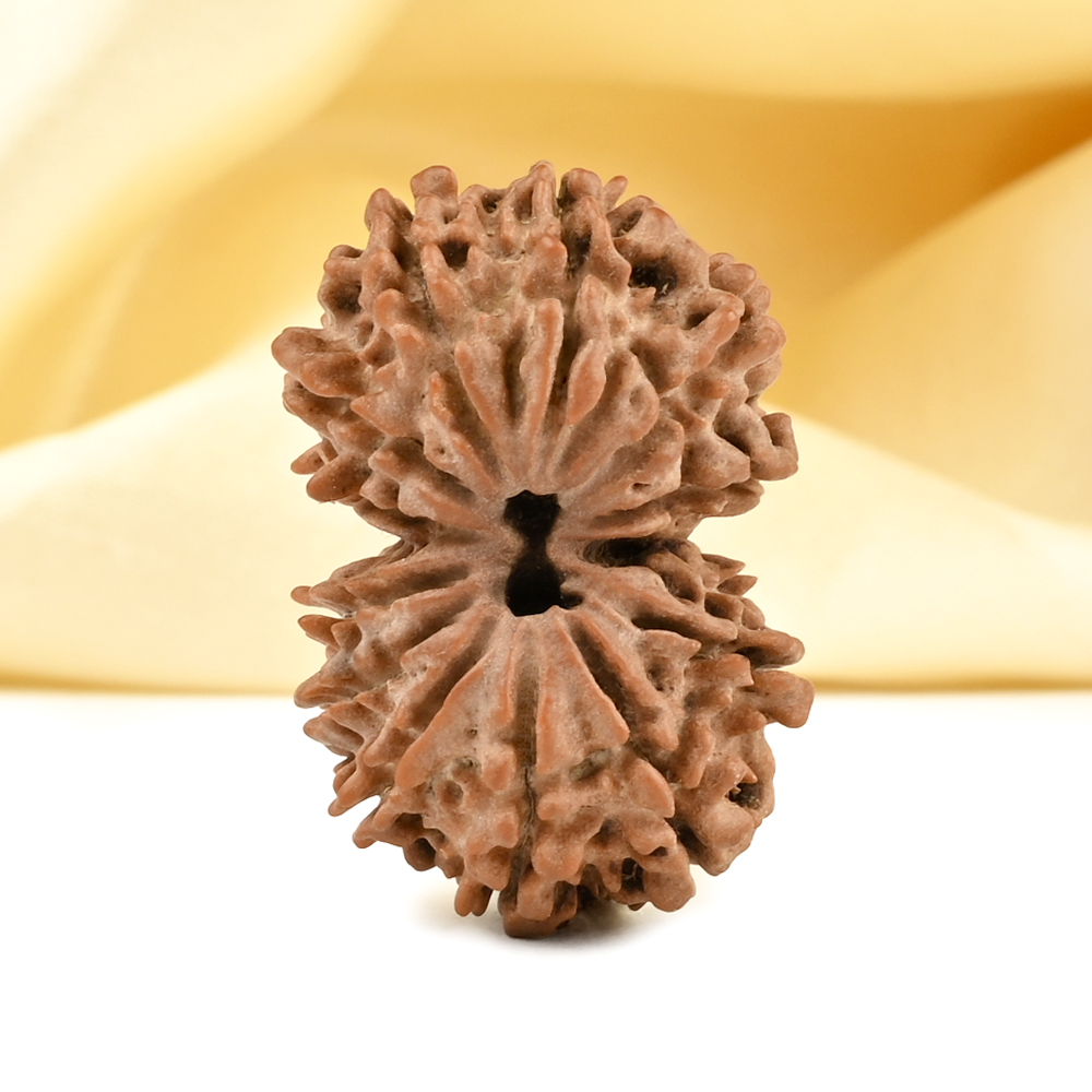 Gauri Shankar 13 Mukhi From Nepal Small - V