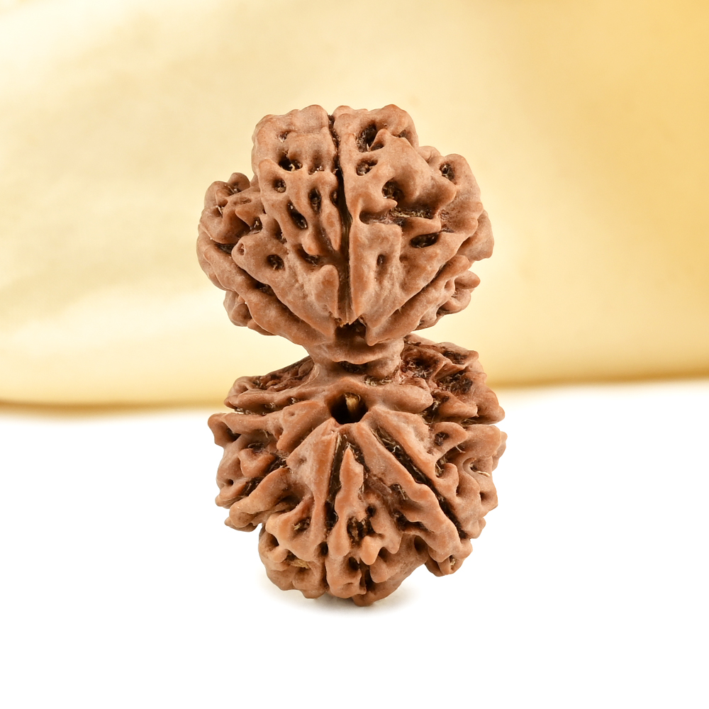 Gauri Shankar 8 Mukhi from Nepal - X
