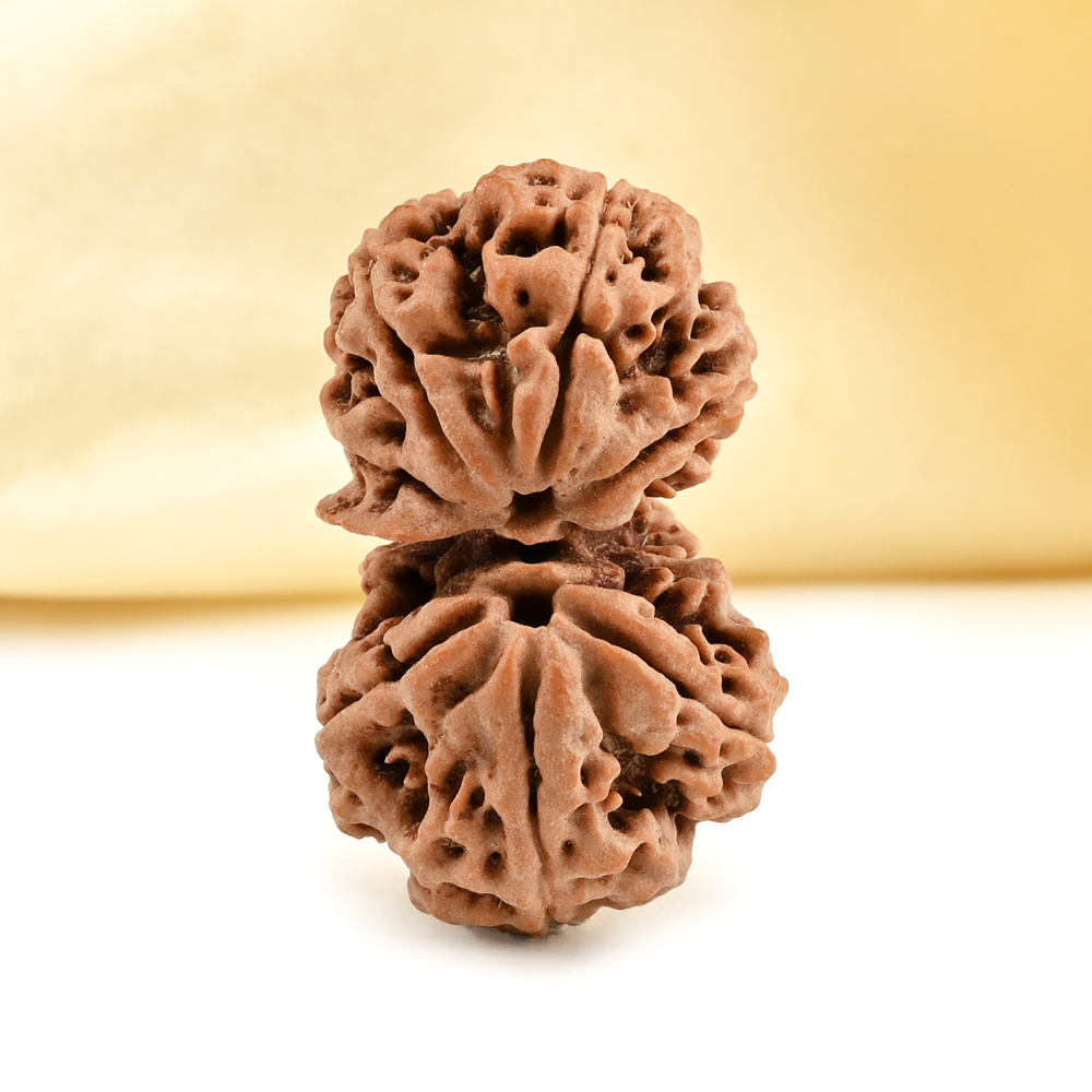 Gaurishankar 8 Mukhi Nepal Regular - Ganesh Trunk