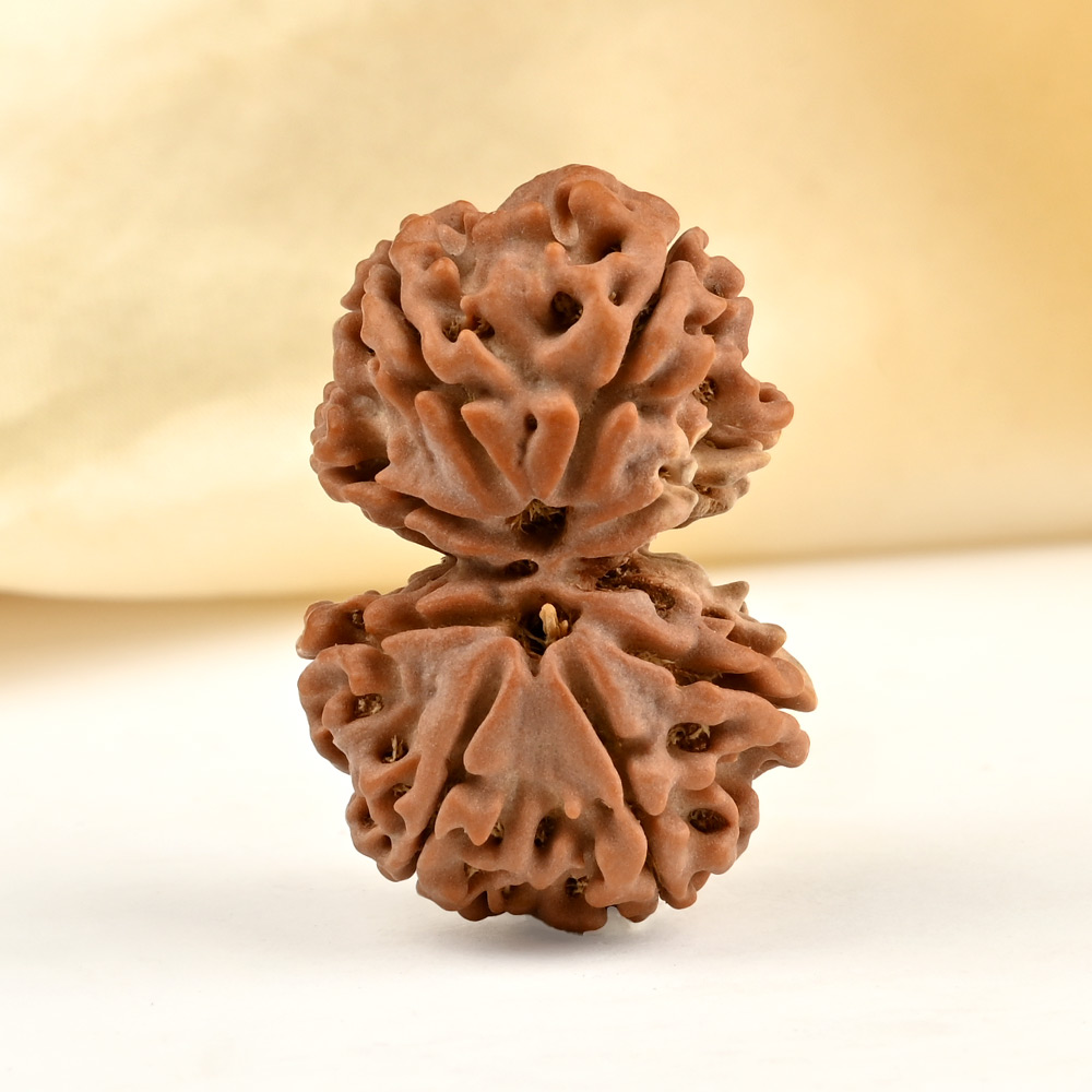 Gauri Shankar 8 Mukhi from Nepal - XIV