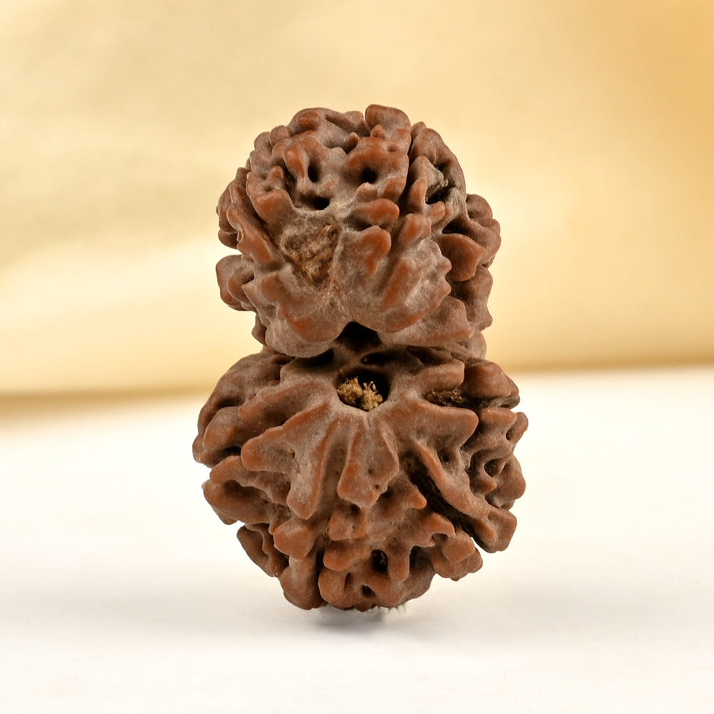 Gauri Shankar 8 Mukhi From Nepal Small - IV