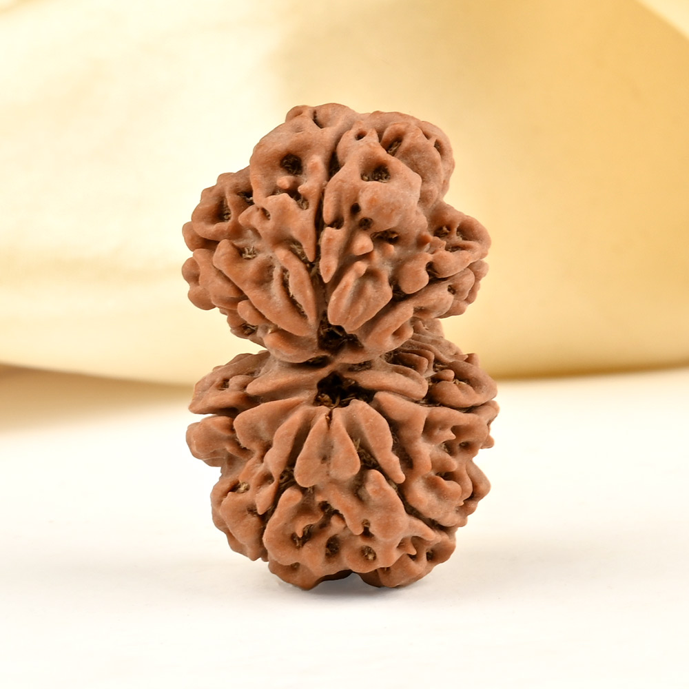 Gauri Shankar 7 Mukhi from Nepal - XXXIX