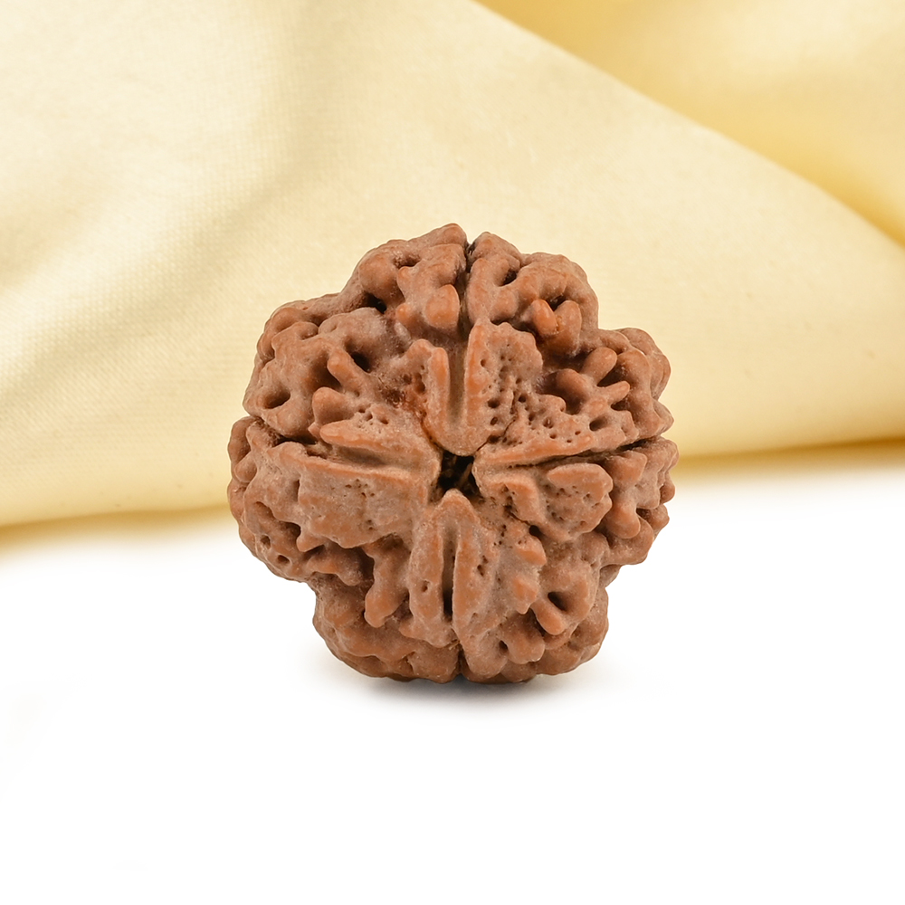 Collector 4 Mukhi from Nepal - DLXXVIII