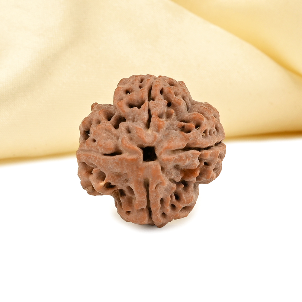 Collector 4 Mukhi from Nepal - DLXXIX