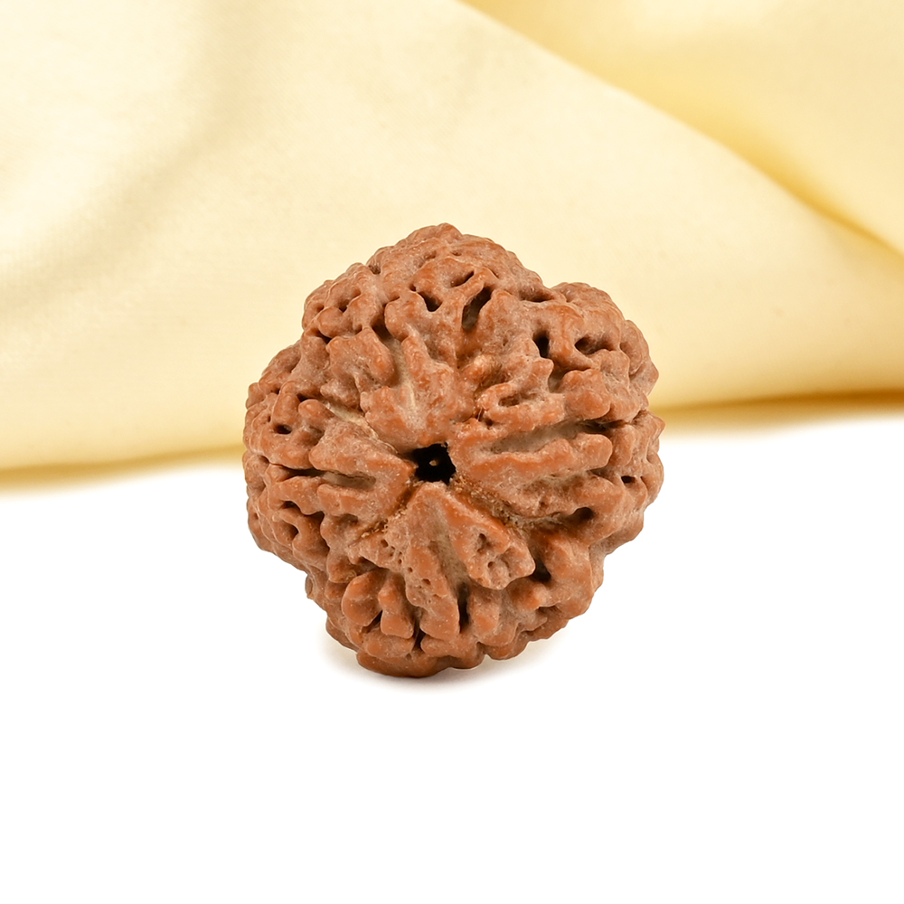 Collector 4 Mukhi from Nepal - DLXXX