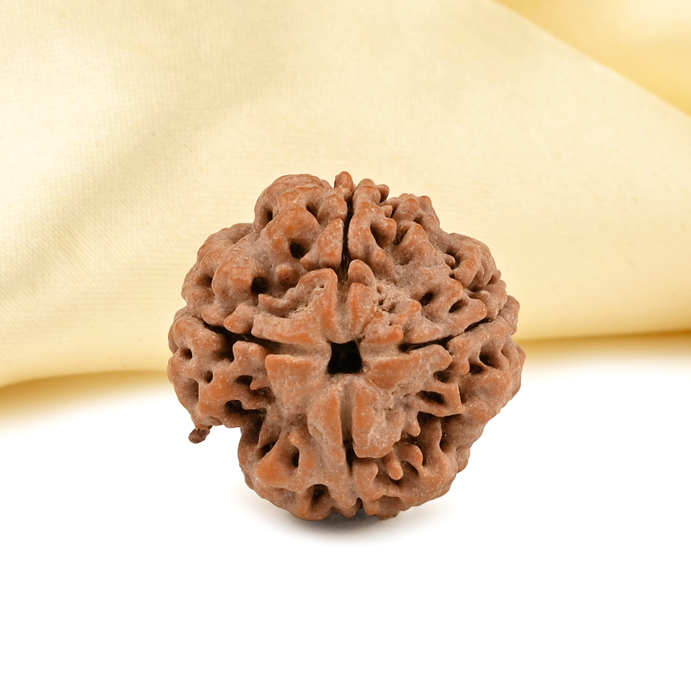 Collector 4 Mukhi from Nepal - DLXXXI