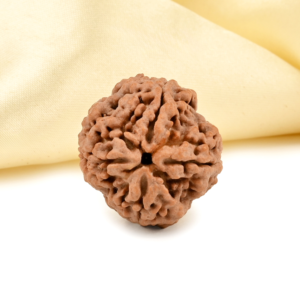 Collector 4 Mukhi from Nepal - DLXXXII