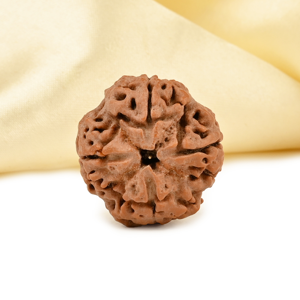 Collector 4 Mukhi from Nepal - DLXXXIII