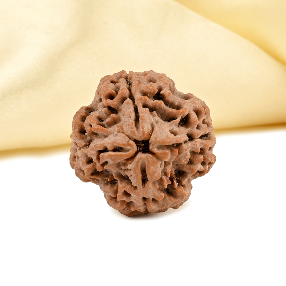 Collector 4 Mukhi from Nepal - DLXXXIV