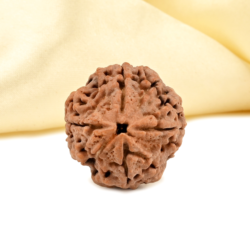 Collector 4 Mukhi from Nepal - DLXXXV