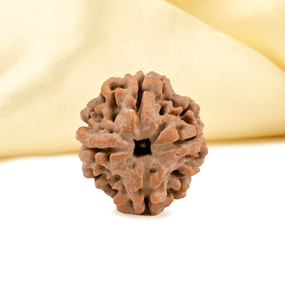Collector 4 Mukhi from Nepal - DLXXXVI