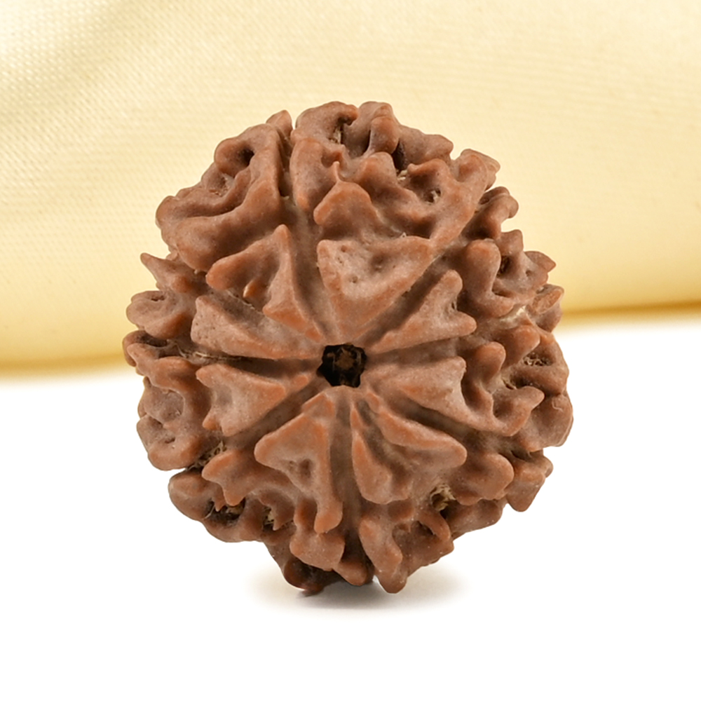 8 Mukhi from Nepal - CDXLIII