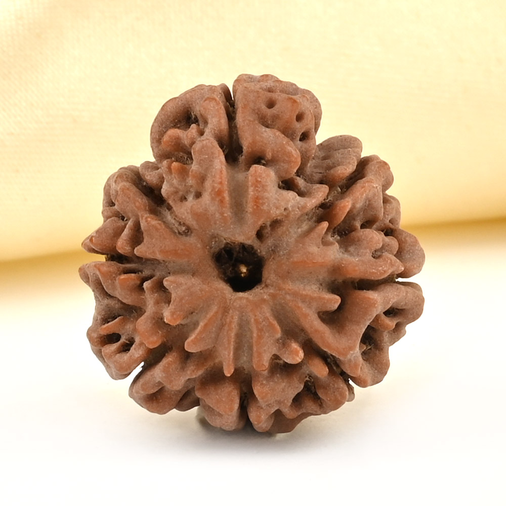 8 Mukhi from Nepal Small - CDXLVIII