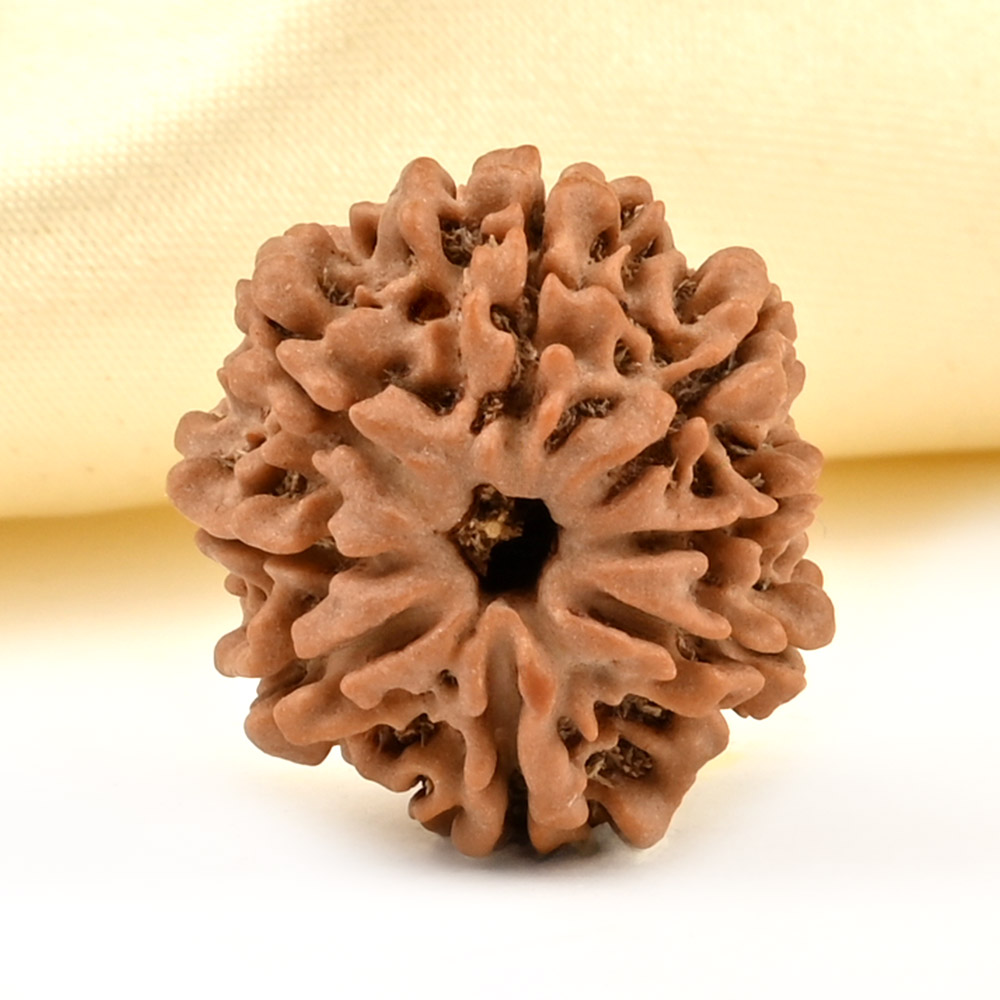 8 Mukhi from Nepal Small - CDXLIX