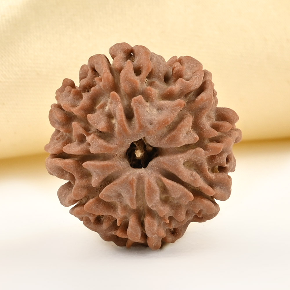 8 Mukhi from Nepal Small - CDL