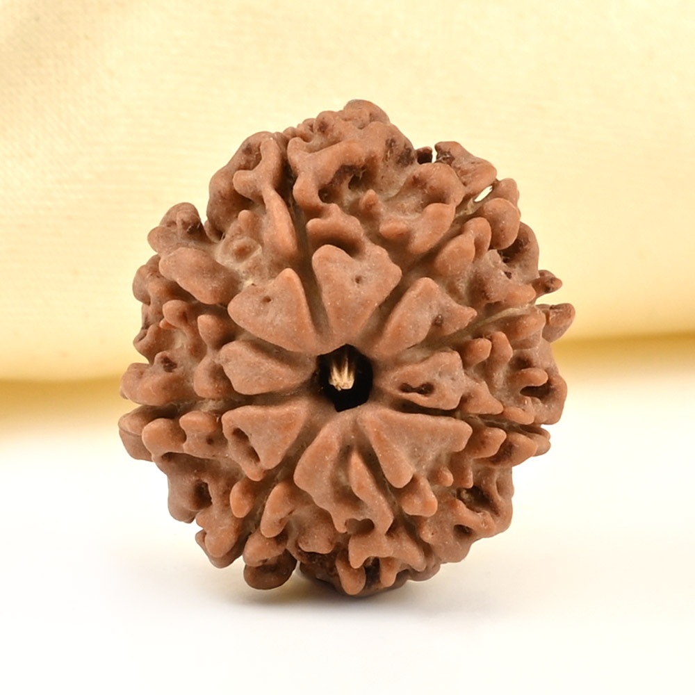 8 Mukhi from Nepal Small - CDLI