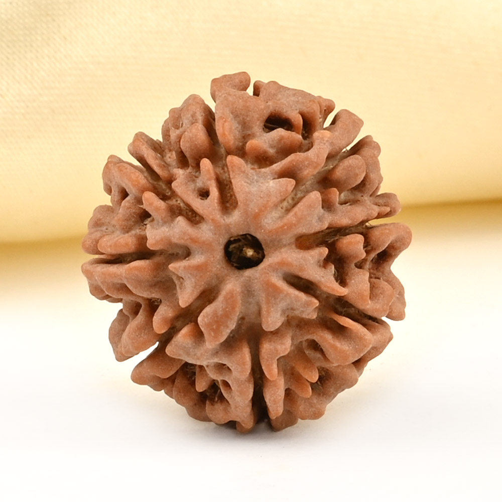 8 Mukhi from Nepal Small - CDLII