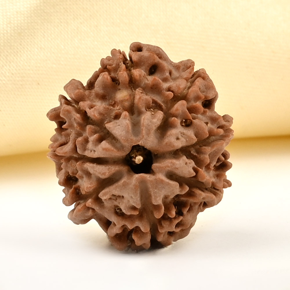 8 Mukhi from Nepal Small - CDLIII