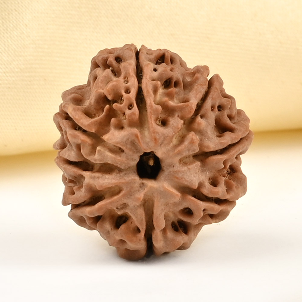 8 Mukhi from Nepal Small - CDLIV