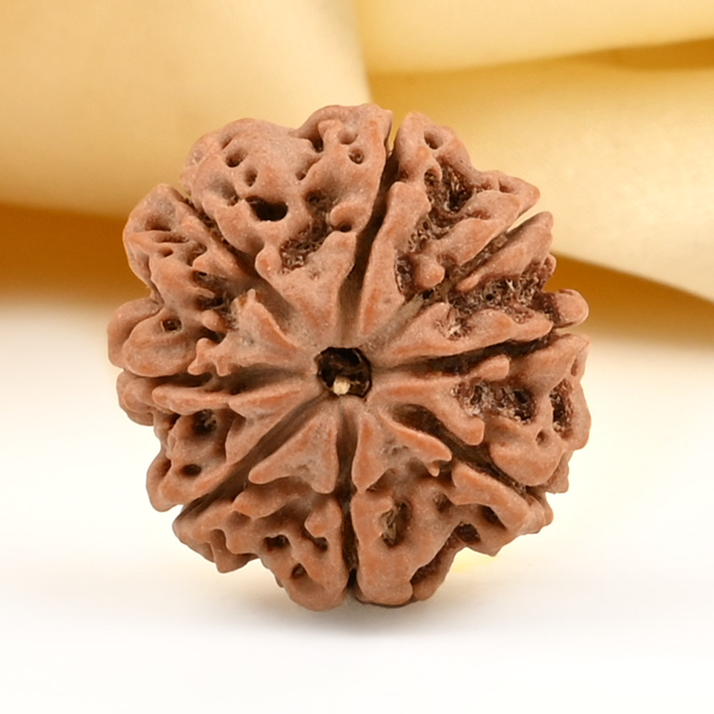 8 Mukhi from Nepal Small - CDLV