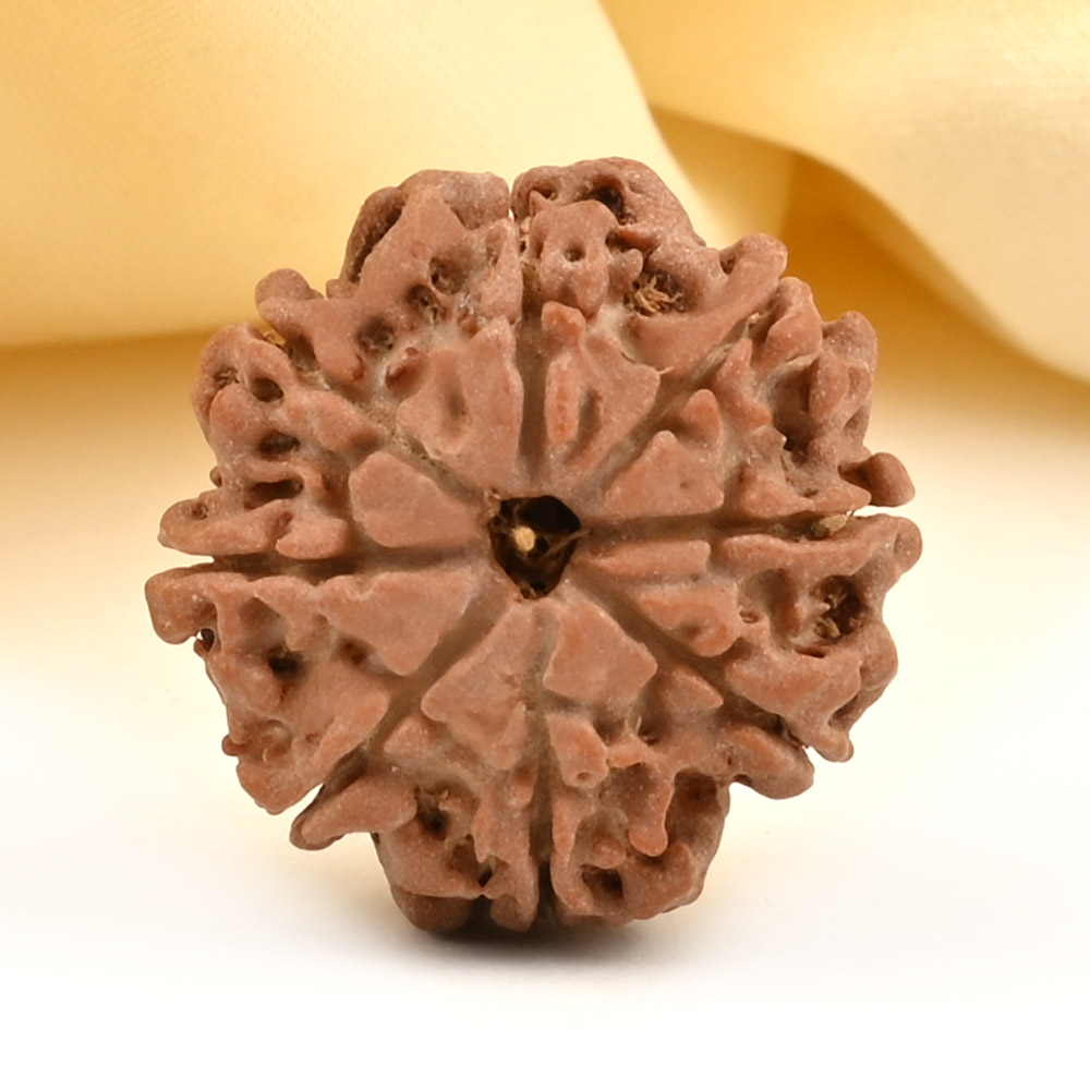 8 Mukhi from Nepal Small - CDLVI