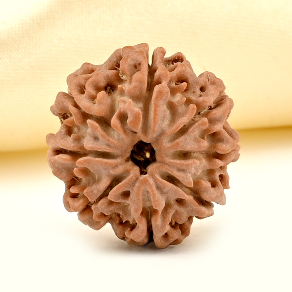 8 Mukhi from Nepal Small - CDLXV