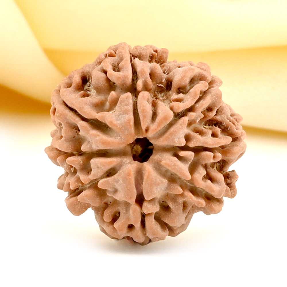 8 Mukhi from Nepal Small - CDLXVI