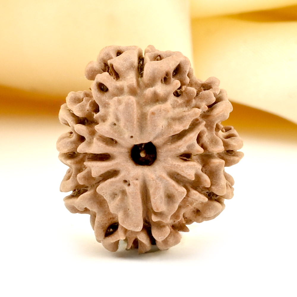 8 Mukhi from Nepal Small - CDLXVII