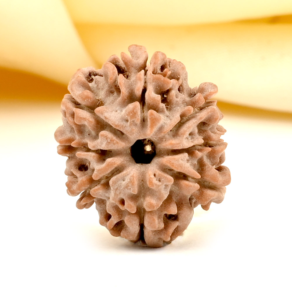 8 Mukhi from Nepal Small - CDLXX