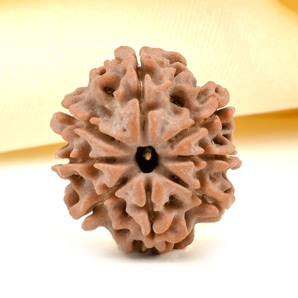 8 Mukhi from Nepal Small - CDLXXI