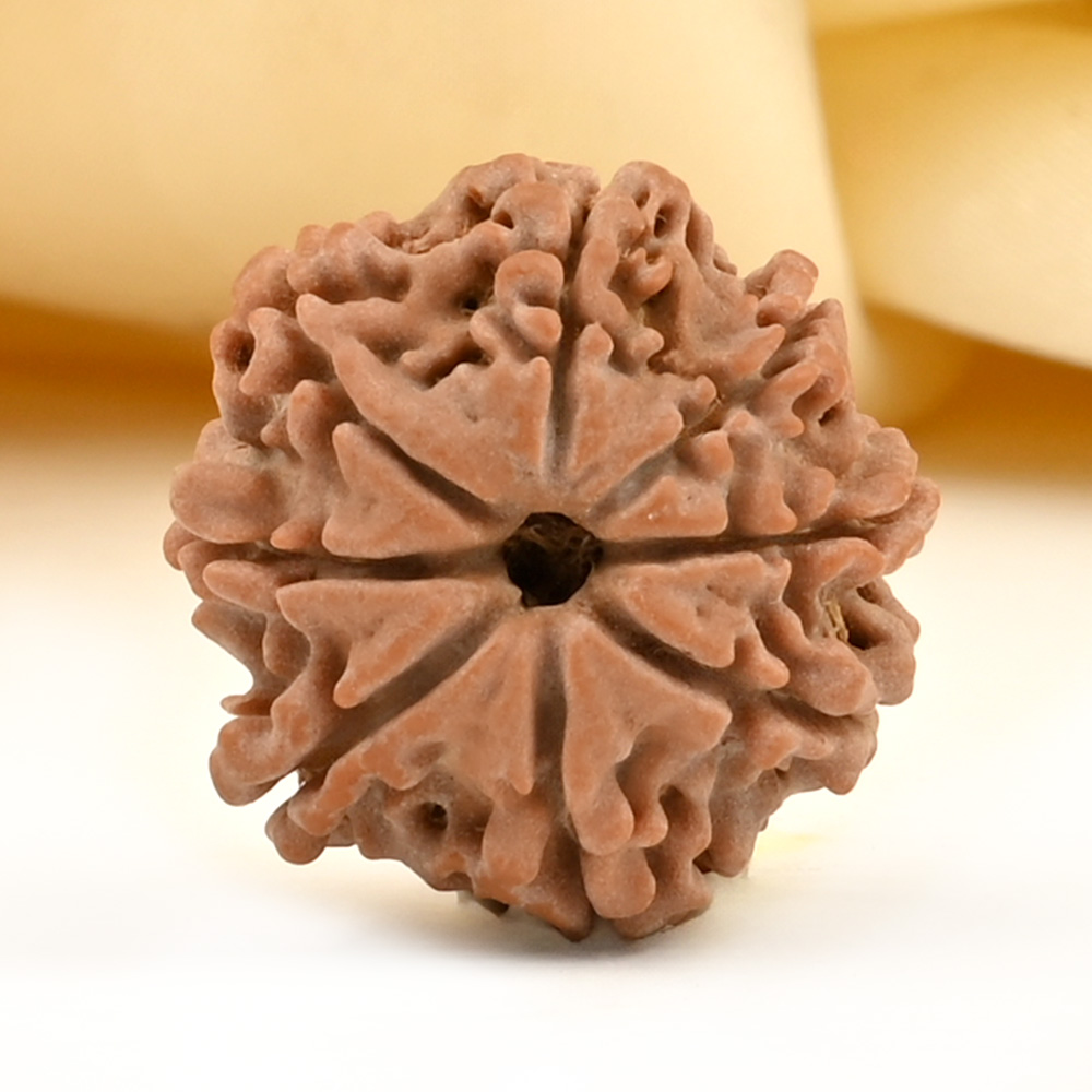 8 Mukhi from Nepal Small - CDLXXII